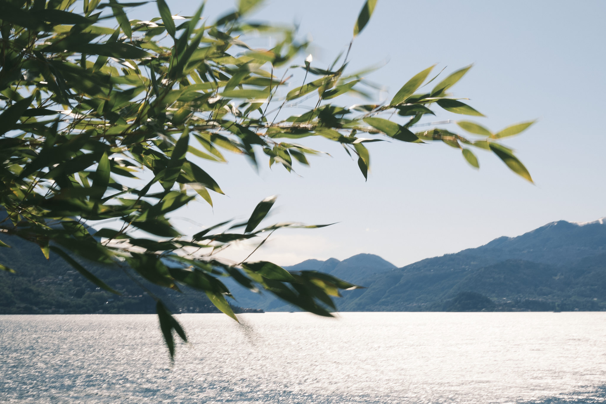 Comer See durch Olivenzweige